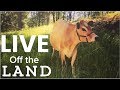 Living off the Land - Feed Your family from Your homestead Mp3