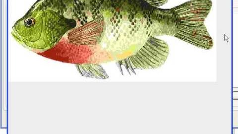 Creating Activities in SoftChalk