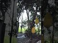 আলহামদুলিল্লাহ #islamicstatus #nature #viralvideo #vlog #trendingshorts