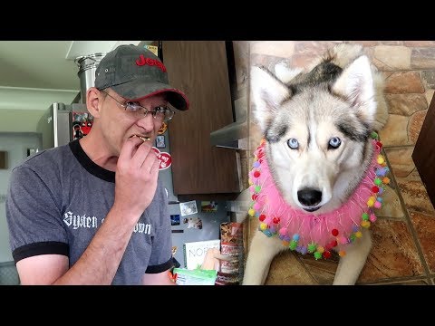 He Ate The Dog Birthday Cake!