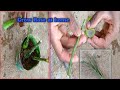 Grow roses from cuttings using natural rooting hormone aloe vera||Grow Rose at home||घर पर आसानी से