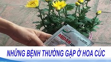 Một số sâu bệnh hại trên cây hoa cúc và biện pháp phòng trừ | Sâu bệnh hại cây hoa cúc