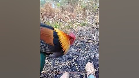 Dib qaib qub  mag zoo kawv