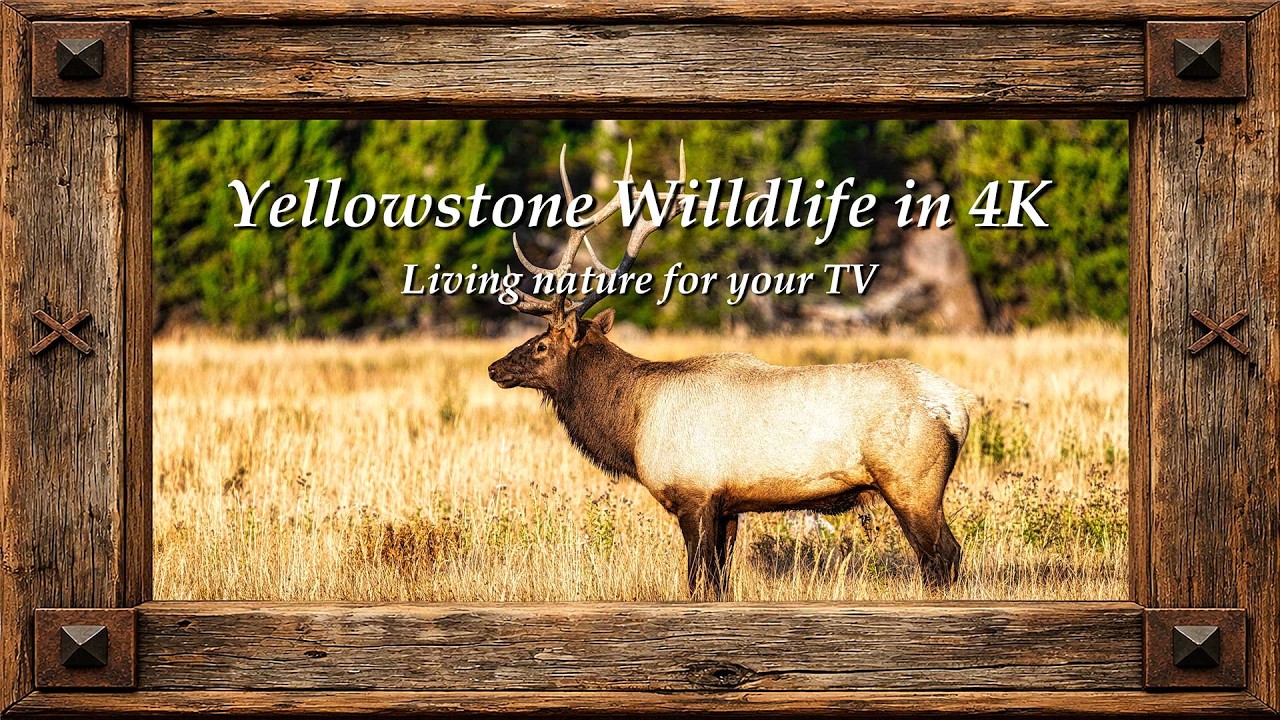 Yellowstone Wildlife 4K Framed TV Art | Bison and Elk in Stunning Nature Scenery | TV Art