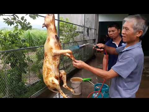 Video: Đọc Chính Sách Về Thịt Sống Của AVMA - Cốm Dinh Dưỡng Cho Chó
