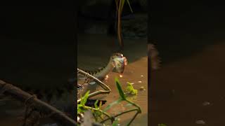 Witness a Snake&#39;s Unexpected Hunting Technique #wildlifephotography#viralshorts#trendingshorts#viral