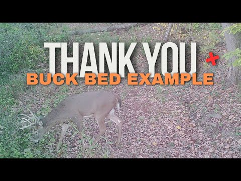 Real Buck Bed Example - Appreciation