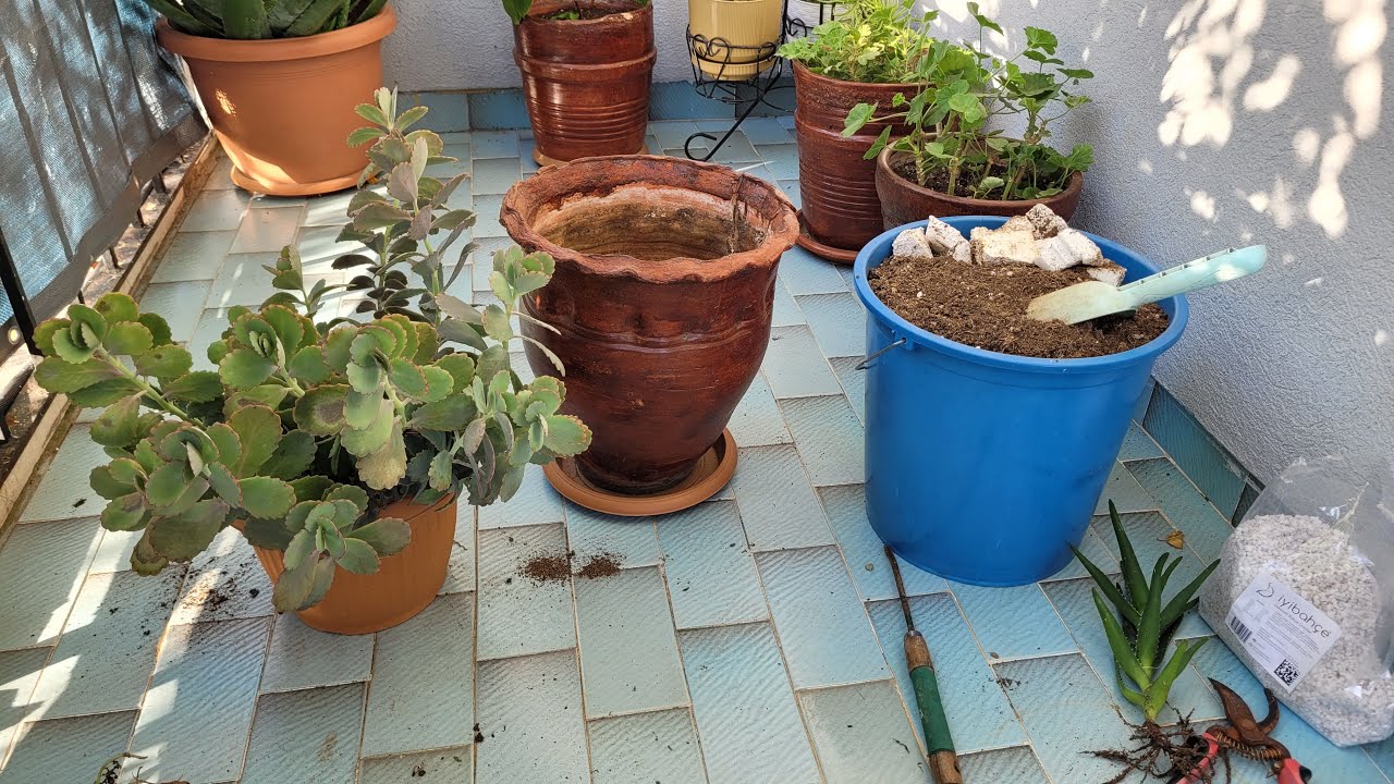 Balkonda Sonbahar Bakımları Devam Ediyor (Kalanşo Fedtschenkoi)