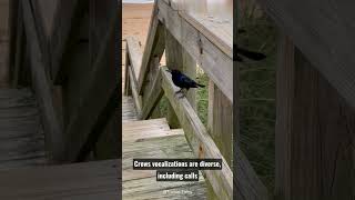 The Enigmatic World of Crows: Unraveling the Secrets 🖤✨