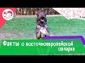 7 необычных фактов о восточноевропейской овчарке