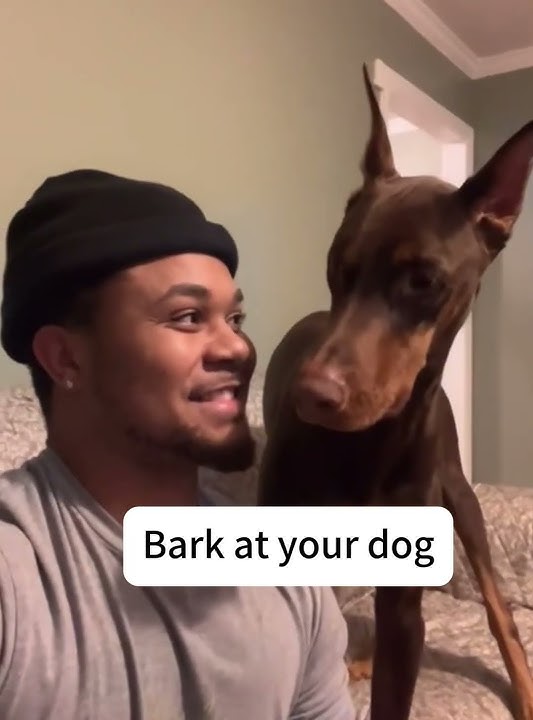 Bark at your dog!🤣 #foryou #funny #dogsoftiktok #pets