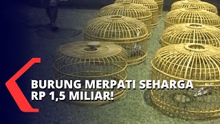 Fantastis! Burung Merpati Ini Dijual dengan Harga Rp 1,5 Miliar!