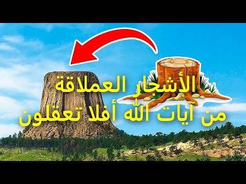 حقيقة-الاشجار-العملاقة-وطمس-معالم-الارض-المسطحه