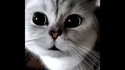 Watch the video about Funny Cute Cats Videos #Shorts
