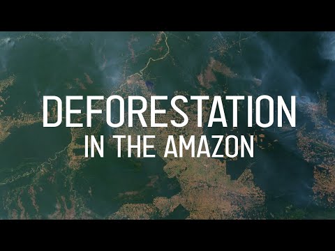 Video: Bakit masama ang rainforest deforestation?