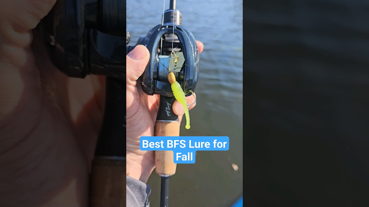 Best lure for fall BFS fishing catches em all @ZManFishingProducts  Chatterbait Flashback Mini 
