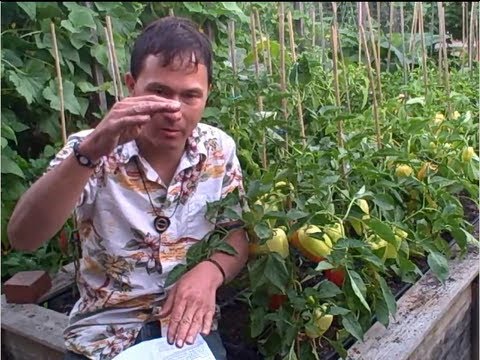 Is It Safe To Grow Plants In Plastic Soda Bottles More Organic Is It Safe To Grow Plants In Plastic Soda Bottles More Organic Gardening Q A