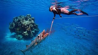 Bloodthirsty Barracuda Swam Straight At Me… Then It Attacked!