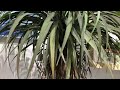 Plantsrus sade 53 inch artificial yucca tree potted plant