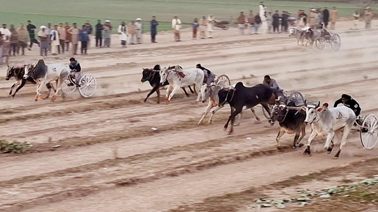 Bailgadi race in punjab | Ground 228GB Naradada | 18th January 2026 | Traditional and old punjab