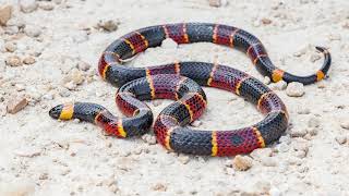 Snakes and Safety on Continental U S  DoD Installations