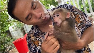 Monkey Baby Tom| Tom and Grandpa go to the grocery store to buy food