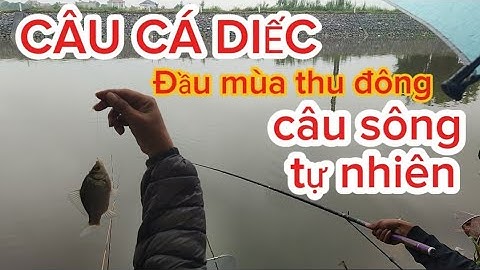 Tranh thủ nghỉ chưa hai anh em đi câu mấy con cá diếc sông tự nhiên | CÂU CÁ DIẾC ĐẦU MÙA THU ĐÔNG