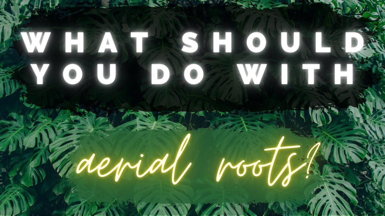 How Do You Encourage Monstera To Grow Aerial Roots?