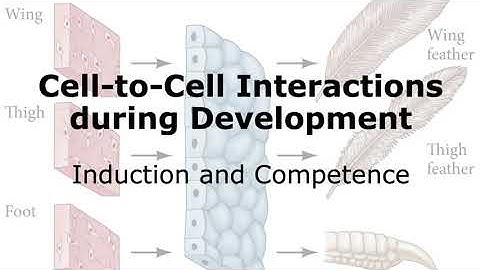 Cell-to-Cell Interactions during Development: Induction and Competence