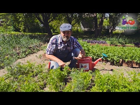 Видео: Прости декорации от моркови