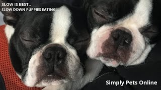 How To Slow your Puppies Eating Down