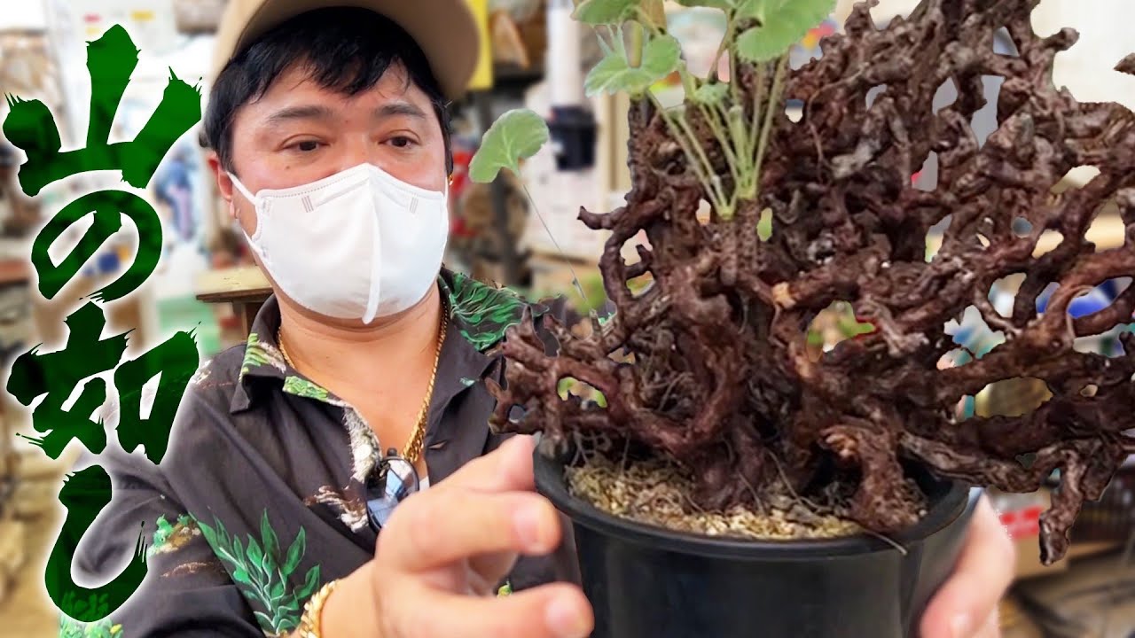 【たけろうポット】探しとったミラビレちゃんお迎えしたら、すーぐ仕立てたいとよ