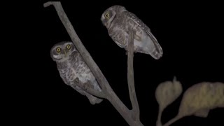 Spotted owlet call  (Athene brama)