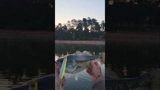Spotted Bass Blasts Topwater Lake Lanier April