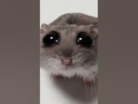 #хомяк#грустный хомяк#хомячок со скрипкой#пон#большие глаза#LG_Y - YouTube
