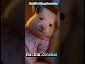 La hamster Raulita casi muere Opaquito asutado #hamsters #humor #comedy #memes #opaquito #mama #fun