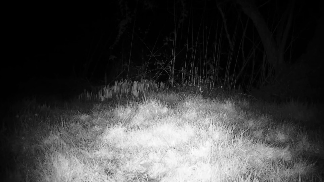 Fox by a river 