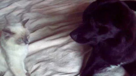 Video 245261: cat dog fight, mix cat playing, cat german, kitten attacks, cat old