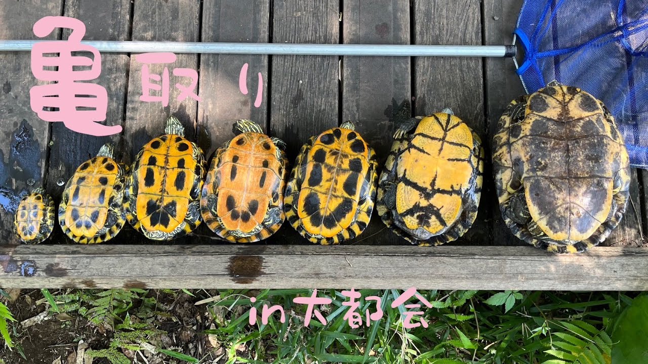 ミシシッピアカミミガメの捕まえ方