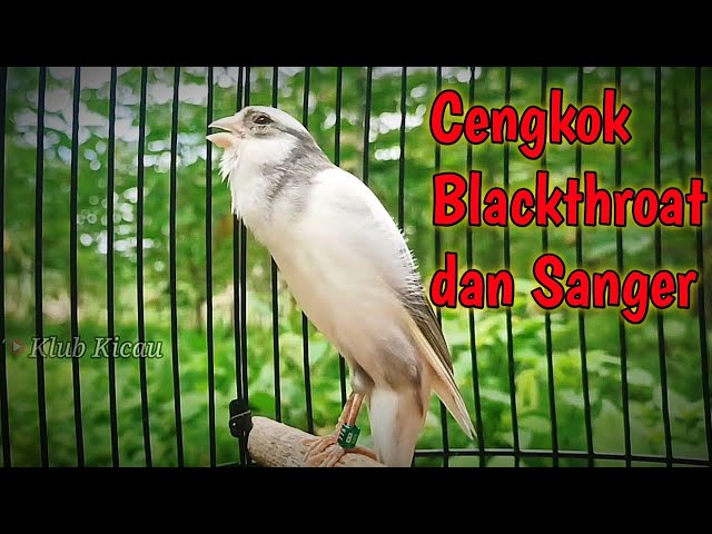 masteran suara burung kenari isian blackthroat dan sanger untuk kenari paud class=