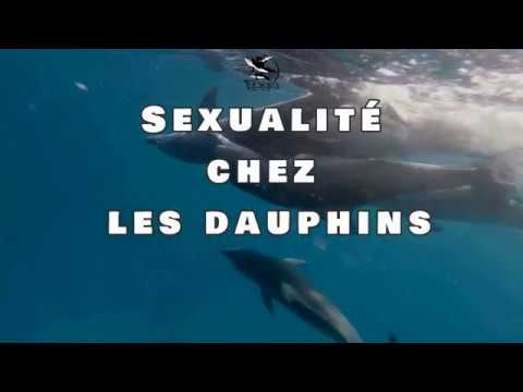 Vidéo: Comment Faire L'amour Dans La Position Du Dauphin