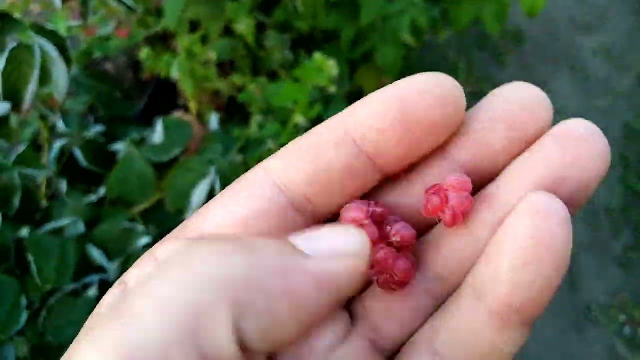 малина сорта энросадира, маравилла и амира, сравнение ягод .