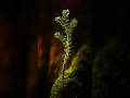 Best Aperture for Macro?