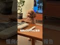 テーブルの中央でウンP報告する犬が可愛すぎる🤣 #dog #トイプードル #toypoodle