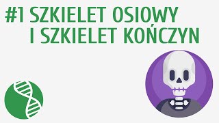 Szkielet osiowy i szkielet kończyn #1 [ Układ ruchu ]