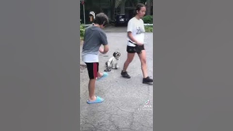 Correcting my dog!!😱😱 #reactivedog #dogtraining #balanceddogs