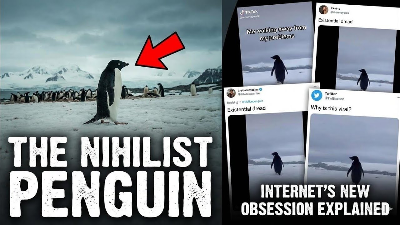 “The Lonely Penguin: A Heartwarming Journey Captured on Camera (Explained)