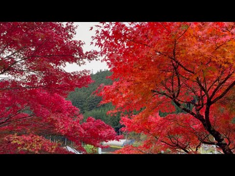 2024/11/16 とても綺麗な紅葉に癒されます！ おもご ふるさとの駅
