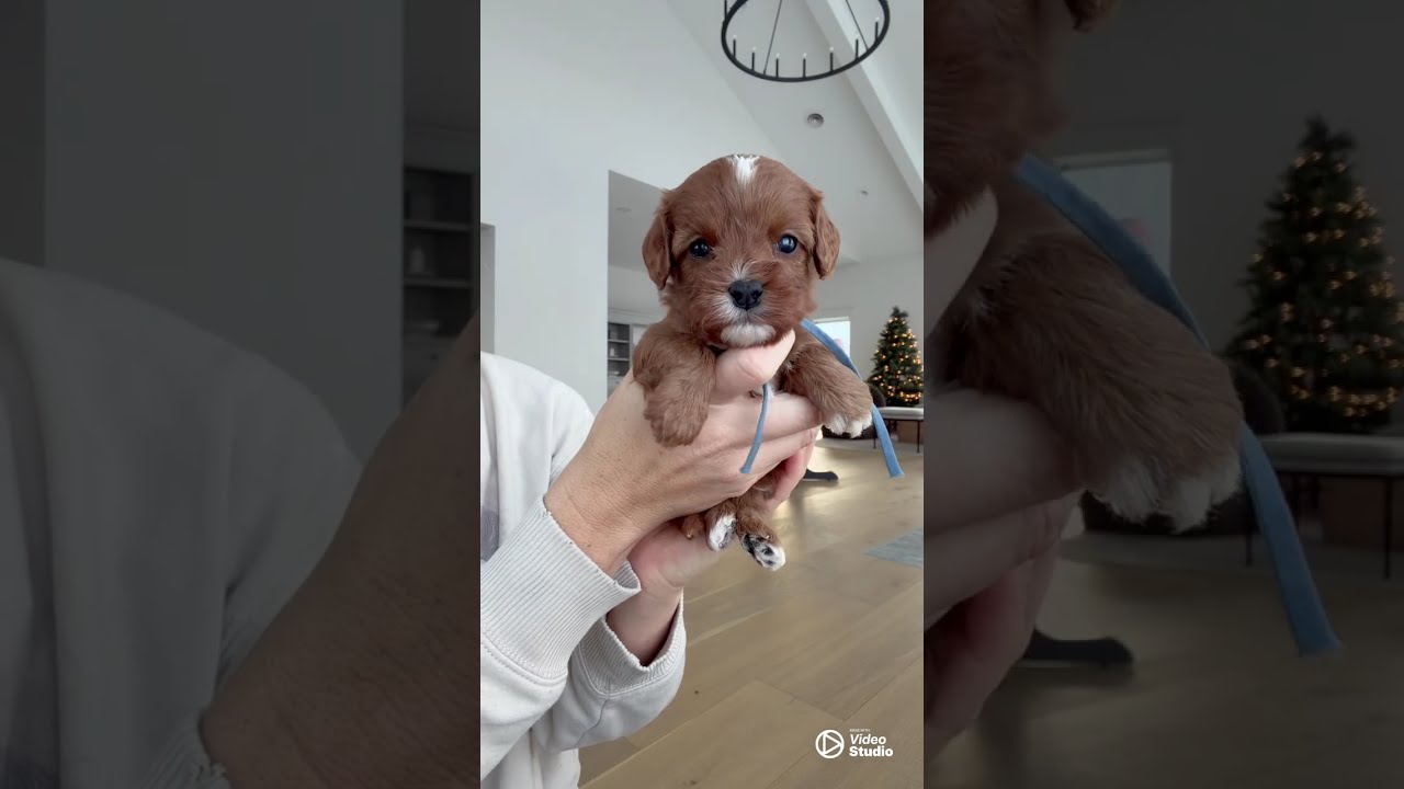 Cavapoo Puppies at 4 Weeks