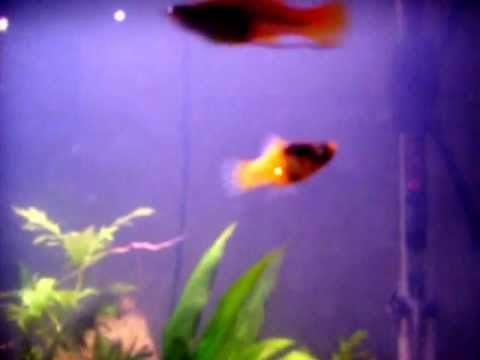 female male platy molly tell difference between